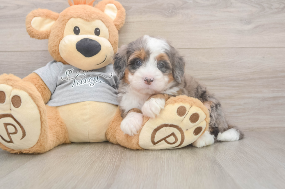 5 week old Mini Bernedoodle Puppy For Sale - Lone Star Pups