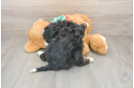 Best Mini Bernedoodle Baby
