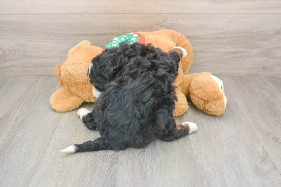 Best Mini Bernedoodle Baby