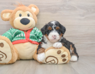 6 week old Mini Bernedoodle Puppy For Sale - Lone Star Pups