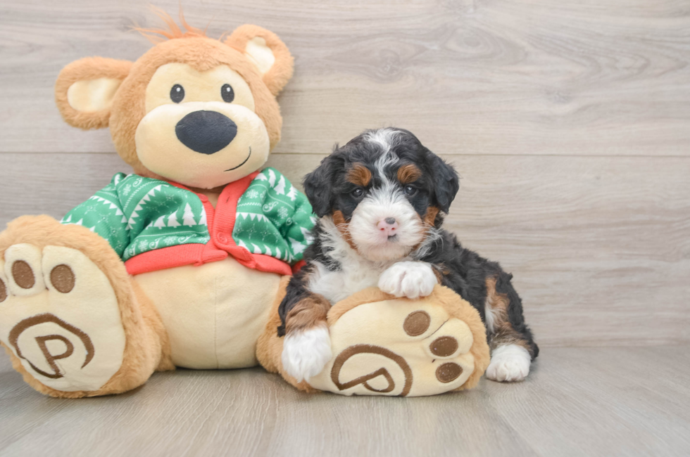 5 week old Mini Bernedoodle Puppy For Sale - Lone Star Pups