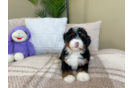 Mini Bernedoodle Pup Being Cute