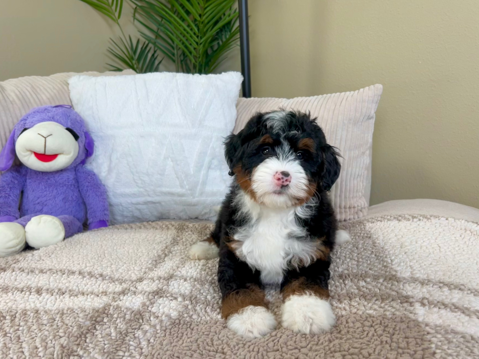 Mini Bernedoodle Pup Being Cute
