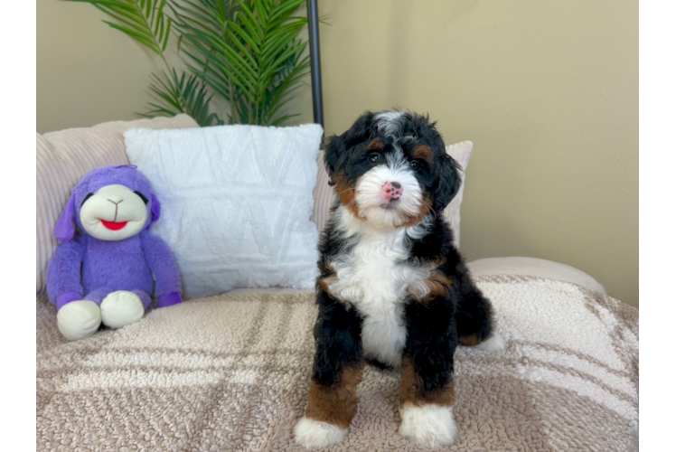 Cute Bernadoodle Poodle Mix Puppy