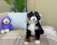 8 week old Mini Bernedoodle Puppy For Sale - Lone Star Pups