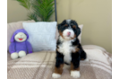 Cute Bernadoodle Poodle Mix Puppy