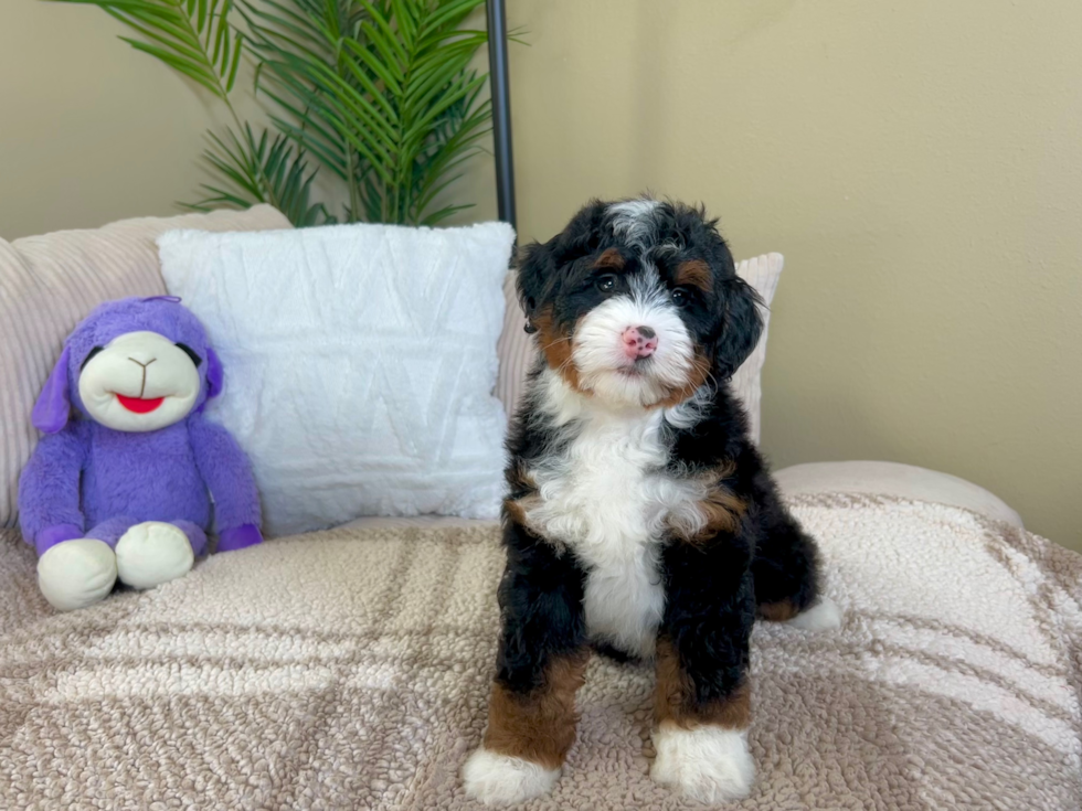 Cute Bernadoodle Poodle Mix Puppy