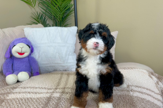 Cute Bernadoodle Poodle Mix Puppy