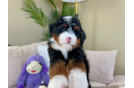 Mini Bernedoodle Puppy for Adoption