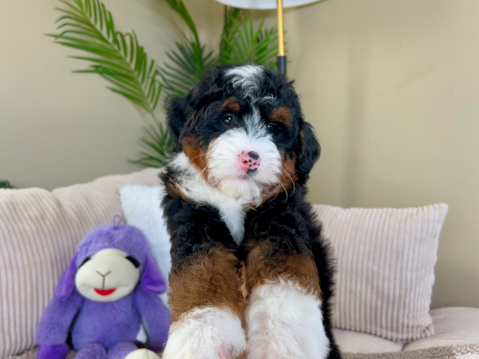 Mini Bernedoodle Puppy for Adoption