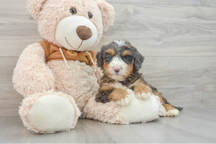 Best Mini Bernedoodle Baby