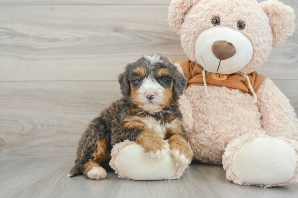 Best Mini Bernedoodle Baby