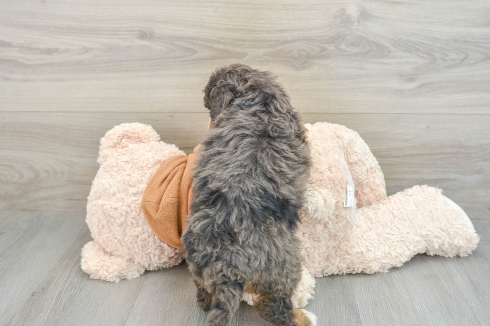 Cute Mini Bernedoodle Baby