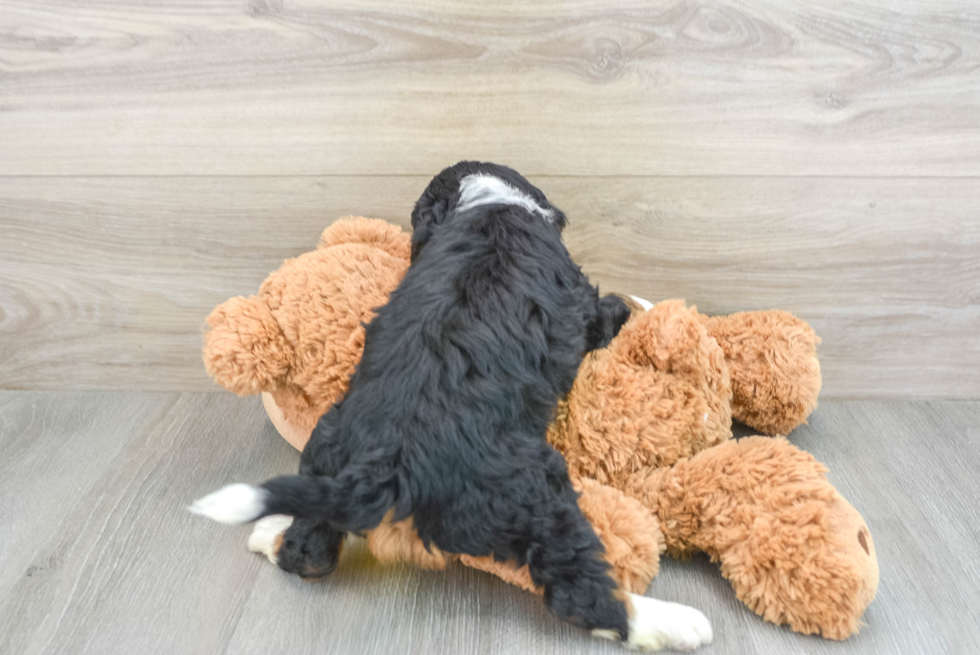 Mini Bernedoodle Pup Being Cute