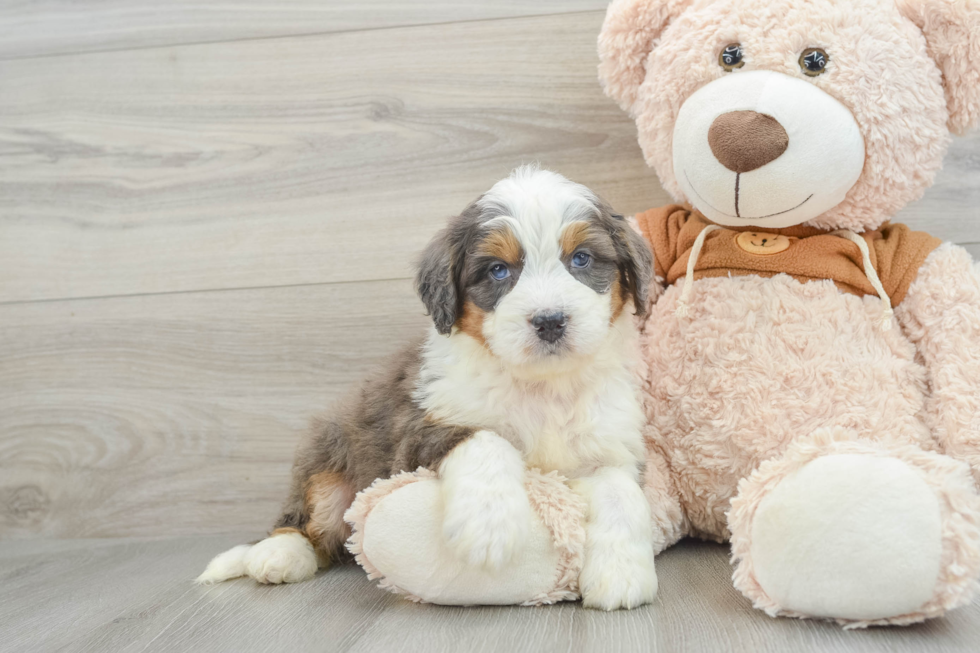 Little Mini Bernesepoo Poodle Mix Puppy