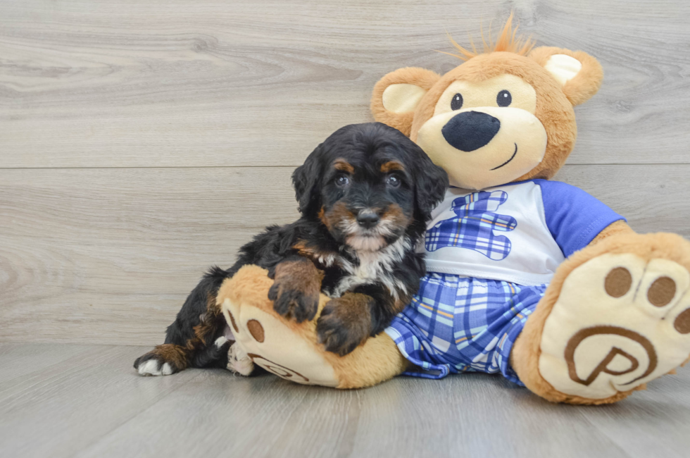 6 week old Mini Bernedoodle Puppy For Sale - Lone Star Pups