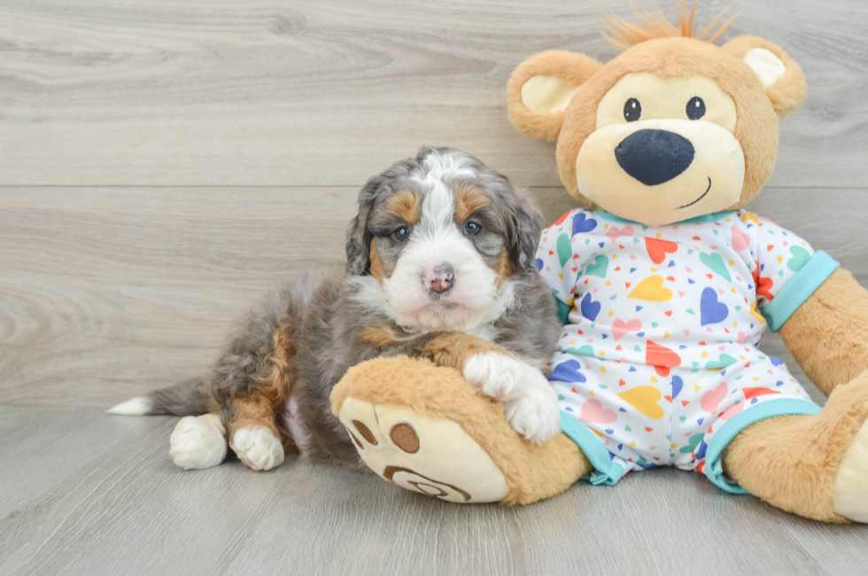 7 week old Mini Bernedoodle Puppy For Sale - Lone Star Pups