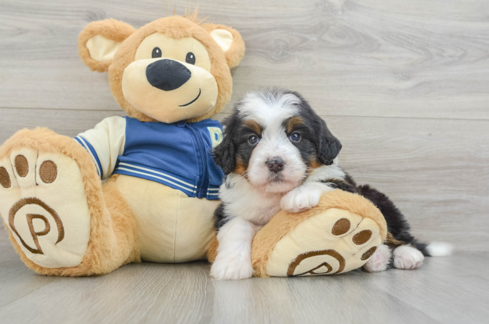 5 week old Mini Bernedoodle Puppy For Sale - Lone Star Pups