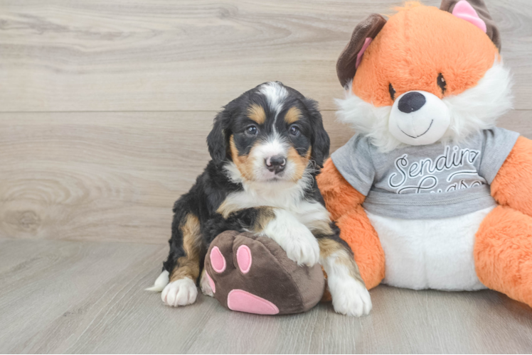 Best Mini Bernedoodle Baby