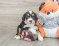 7 week old Mini Bernedoodle Puppy For Sale - Lone Star Pups