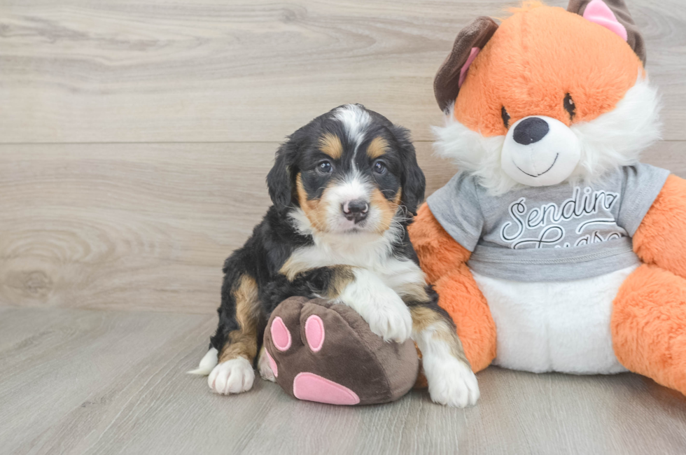 5 week old Mini Bernedoodle Puppy For Sale - Lone Star Pups