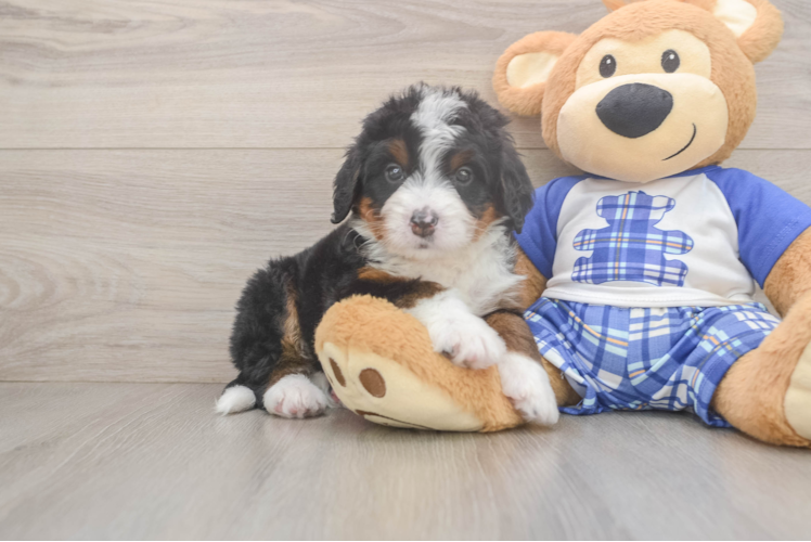 Mini Bernedoodle Pup Being Cute