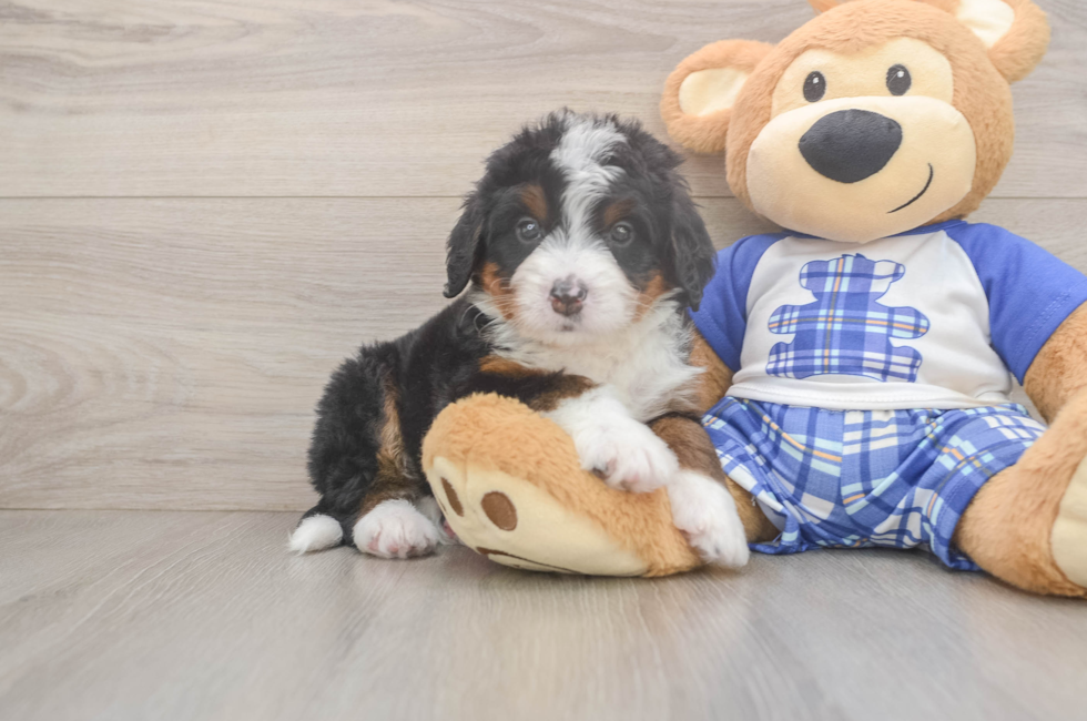 5 week old Mini Bernedoodle Puppy For Sale - Lone Star Pups