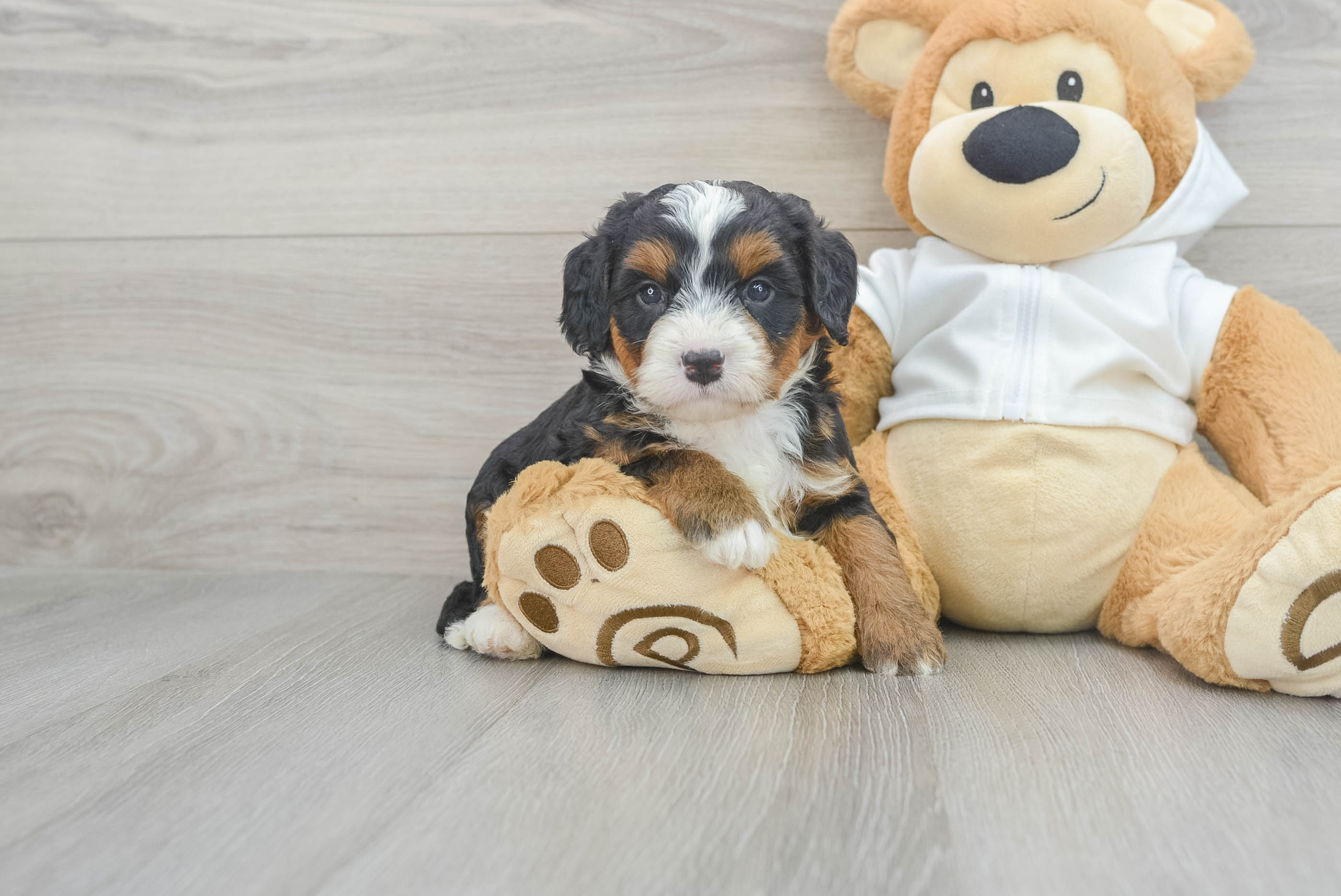 Mini Bernedoodle Pup Being Cute