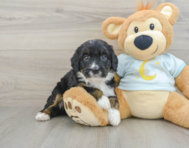 8 week old Mini Bernedoodle Puppy For Sale - Lone Star Pups