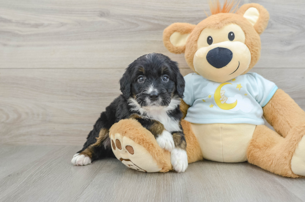 6 week old Mini Bernedoodle Puppy For Sale - Lone Star Pups