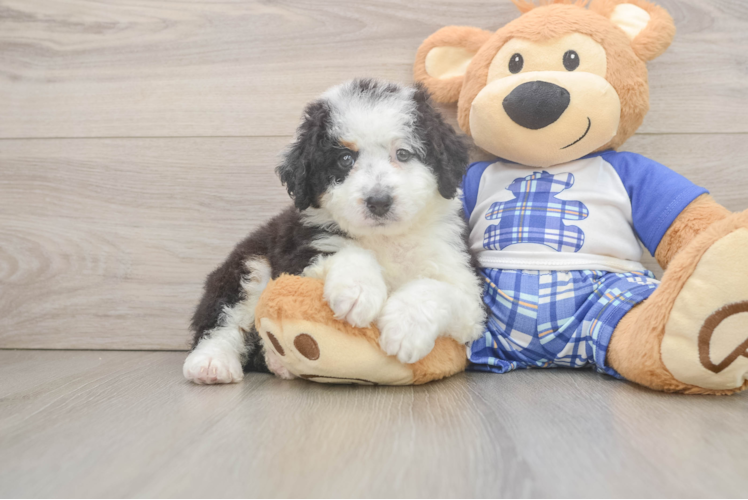 Mini Bernedoodle Puppy for Adoption