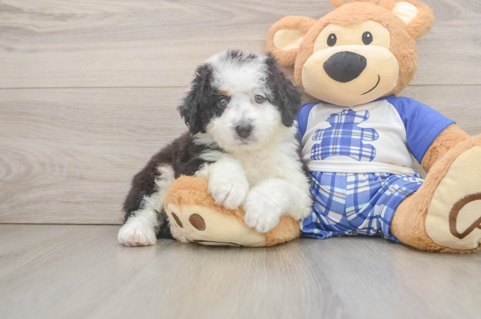 6 week old Mini Bernedoodle Puppy For Sale - Lone Star Pups