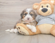 5 week old Mini Bernedoodle Puppy For Sale - Lone Star Pups