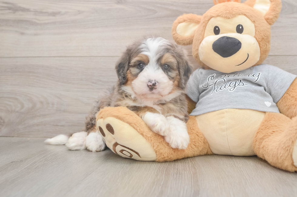 5 week old Mini Bernedoodle Puppy For Sale - Lone Star Pups