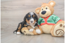 Mini Bernedoodle Pup Being Cute