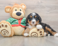 7 week old Mini Bernedoodle Puppy For Sale - Lone Star Pups