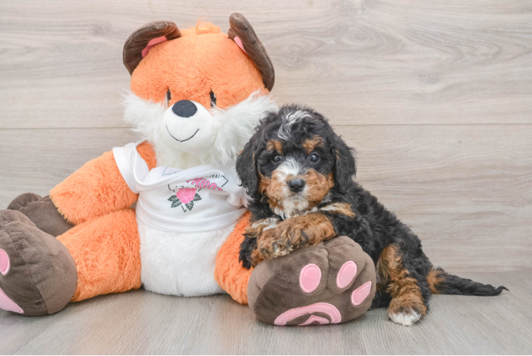 Best Mini Bernedoodle Baby