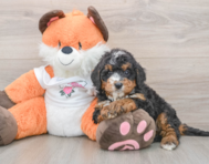 7 week old Mini Bernedoodle Puppy For Sale - Lone Star Pups