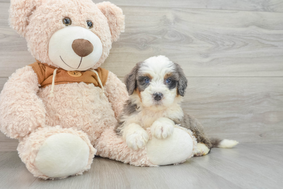 Best Mini Bernedoodle Baby