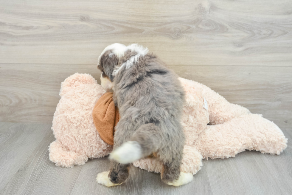 Funny Mini Bernedoodle Poodle Mix Pup