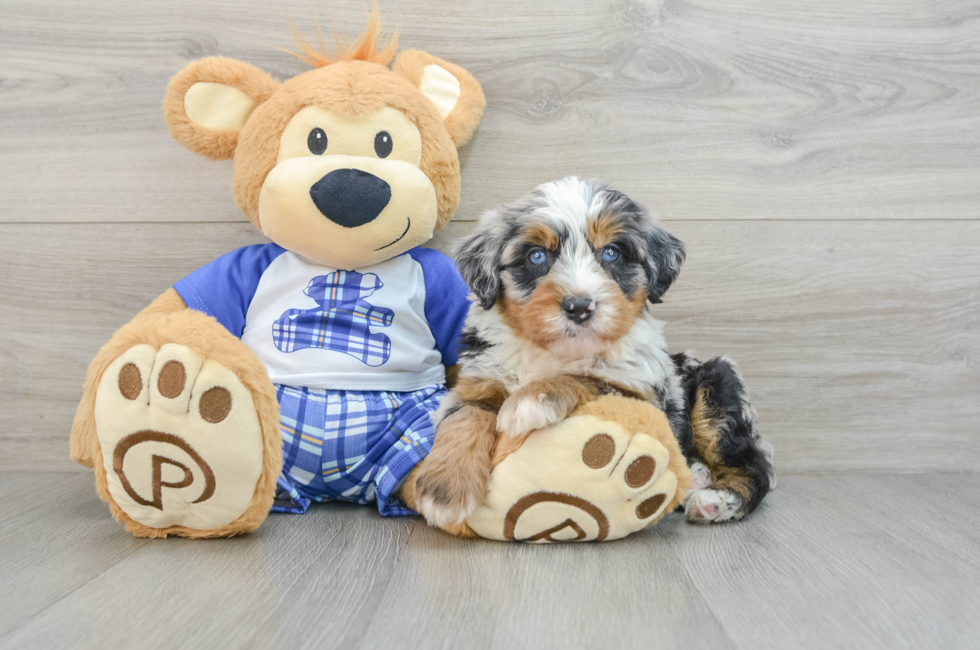 6 week old Mini Bernedoodle Puppy For Sale - Lone Star Pups