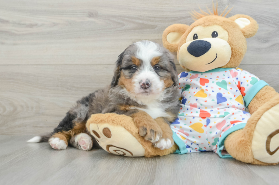 7 week old Mini Bernedoodle Puppy For Sale - Lone Star Pups