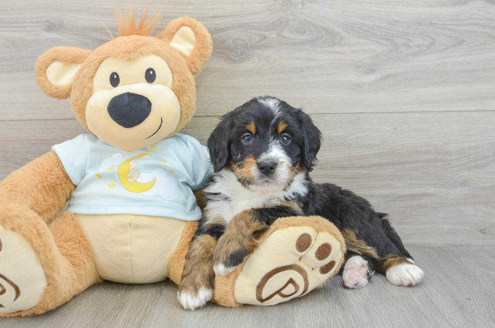 6 week old Mini Bernedoodle Puppy For Sale - Lone Star Pups