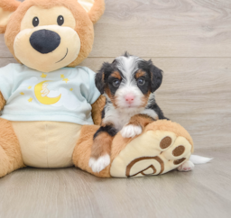 5 week old Mini Bernedoodle Puppy For Sale - Lone Star Pups