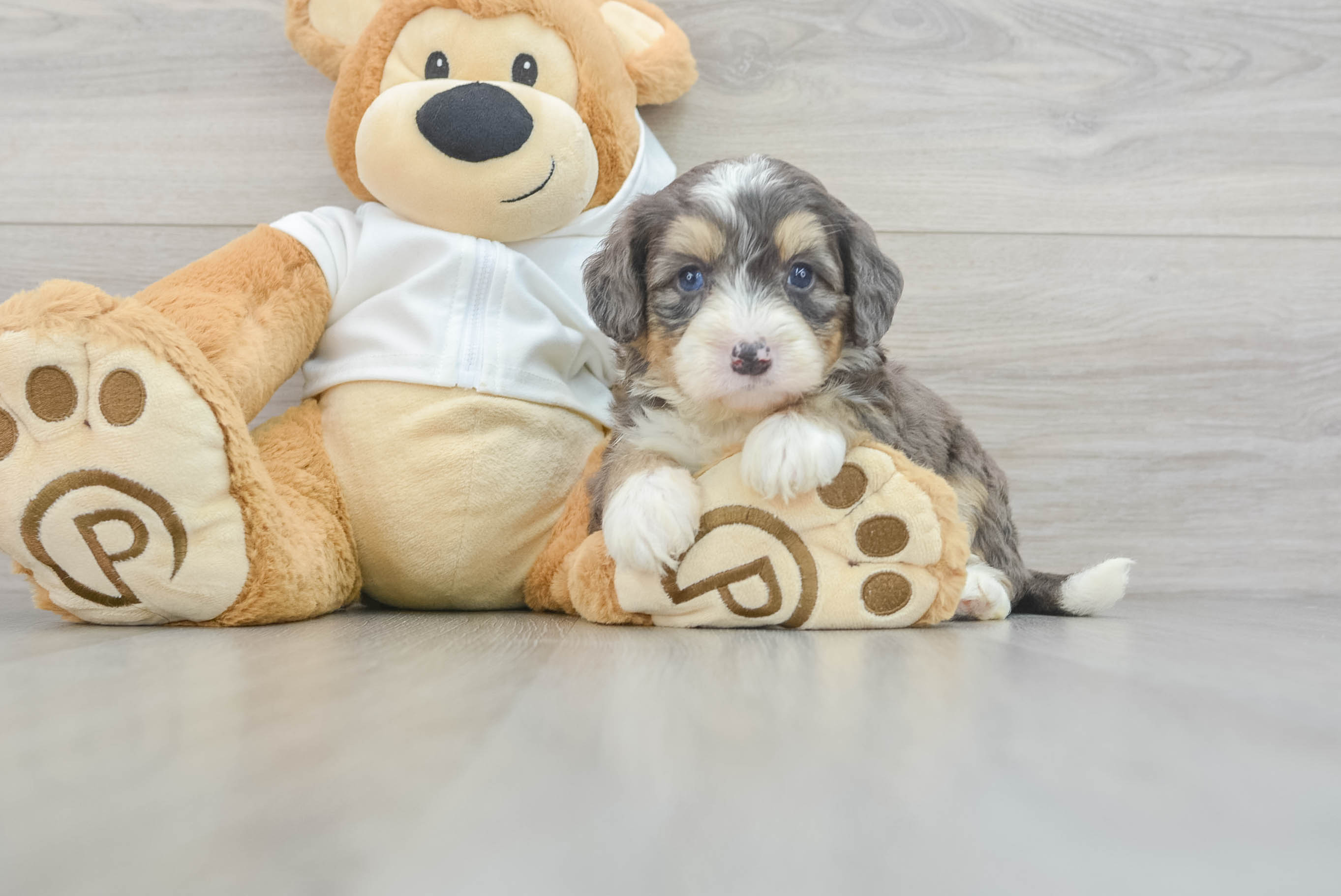 Mini Bernedoodle Pup Being Cute
