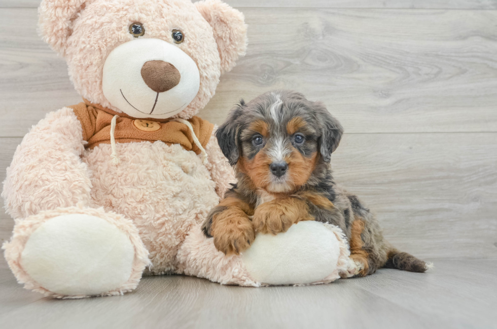 8 week old Mini Bernedoodle Puppy For Sale - Lone Star Pups