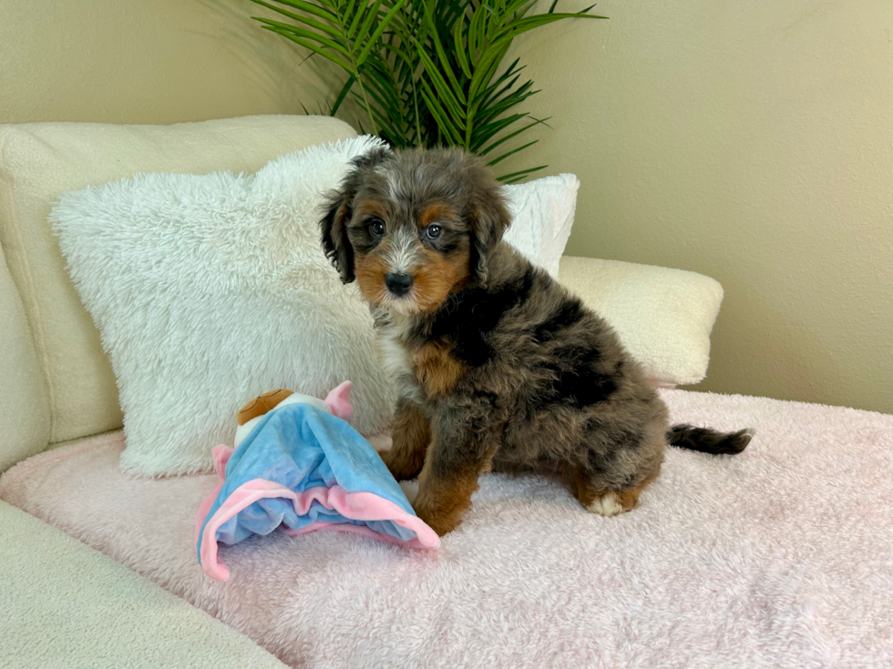 Mini Bernedoodle Puppy for Adoption