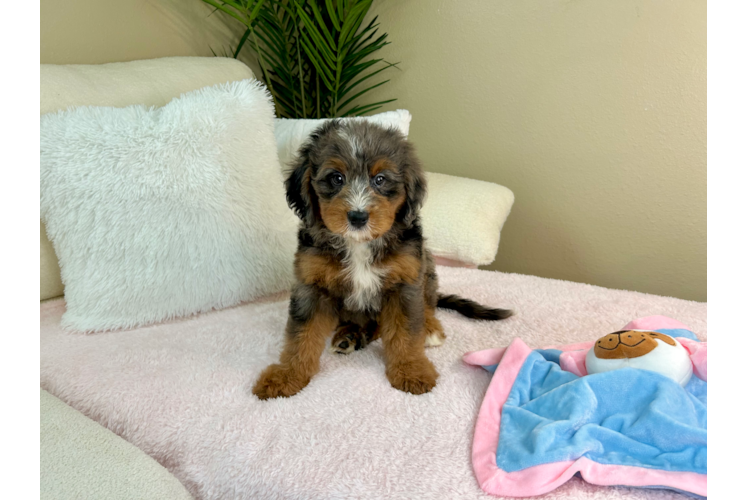 Cute Mini Bernedoodle Poodle Mix Pup