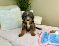 9 week old Mini Bernedoodle Puppy For Sale - Lone Star Pups