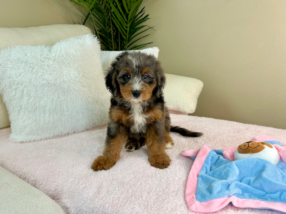 Cute Mini Bernedoodle Poodle Mix Pup